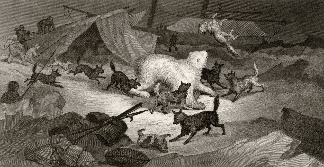 Bärenjagd, graviert von J.C. McRea, aus 