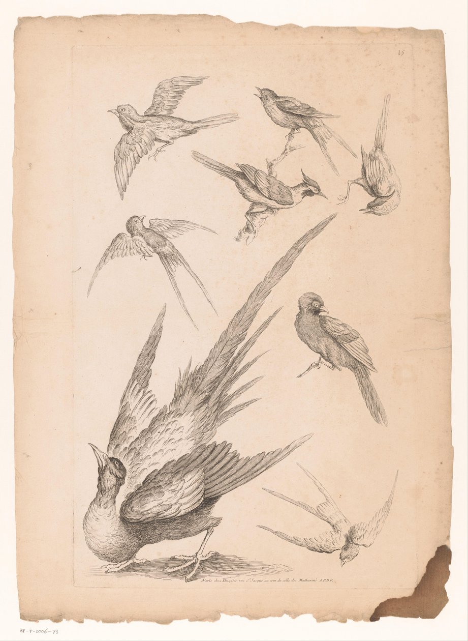 Acht chinesische Vögel, darunter möglicherweise Paradiesvögel von Gabriel Huquier (attributed to)
