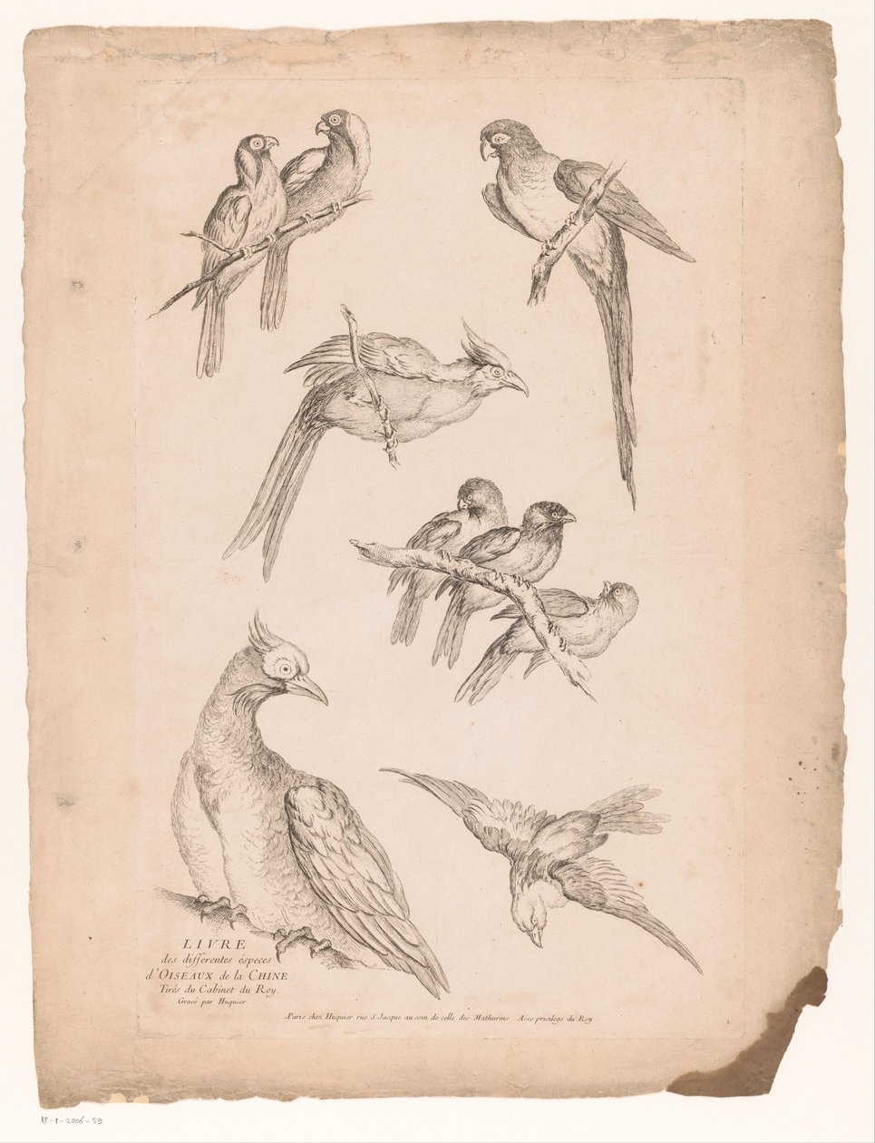 Neun chinesische Vögel von Gabriel Huquier (attributed to)