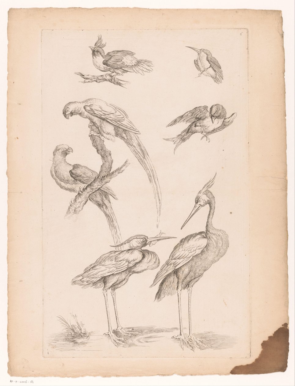 Sieben chinesische Vögel, darunter Reiher und Papageien von Gabriel Huquier (attributed to)