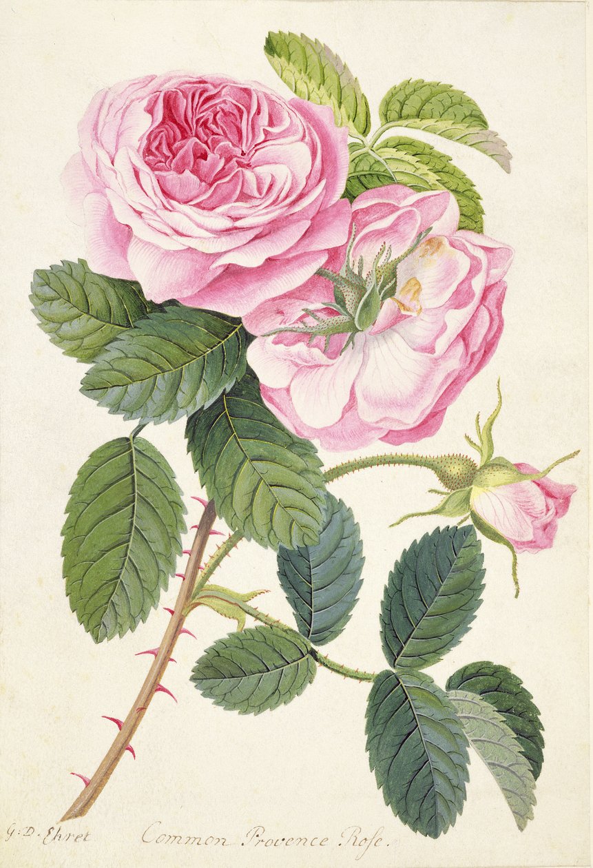 Gemeine Provence-Rose von Georg Dionysius Ehret