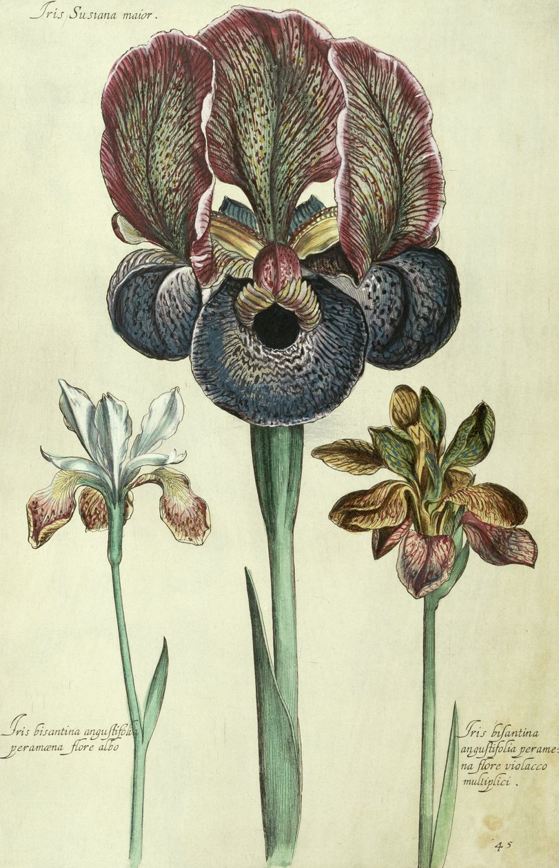 Iris susiana major und Iris bisantina angustifolia von Georg Dionysius Ehret