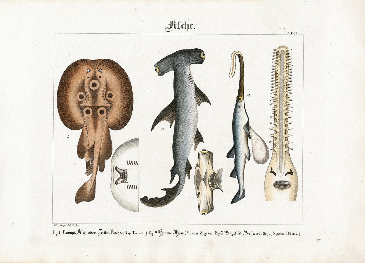 Besondere Meeresfischarten von Georg Bretzing