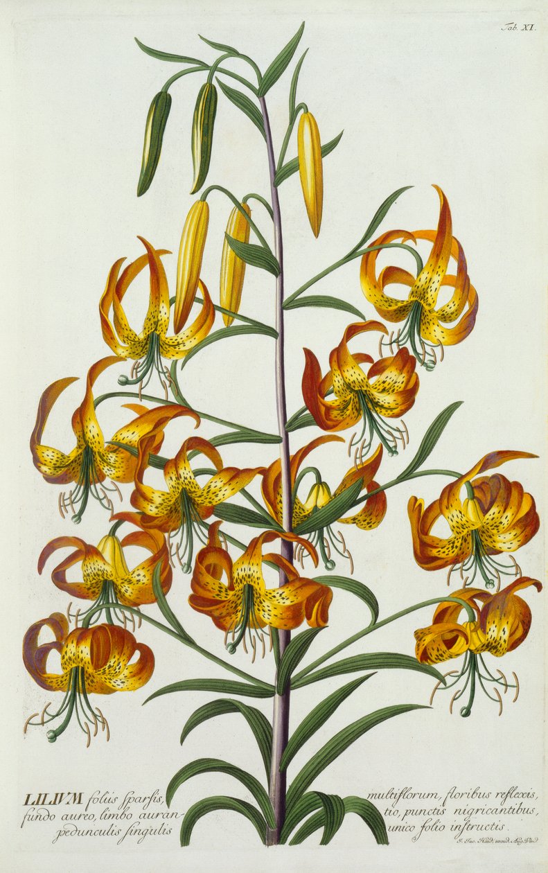 Amerikanische Türkische Lilie, ca. 1740 handkolorierter Stich von "Georg Dionysius Ehret