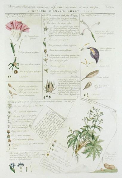 Charaktere von Blumen, aus 