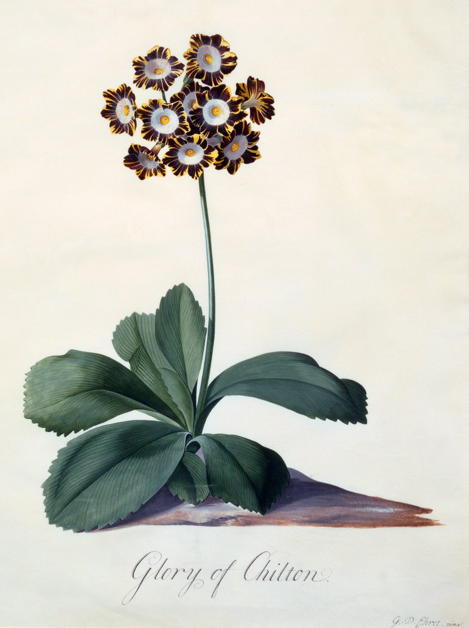 Glory of Chilton, ca. 1745, handkolorierter Stich von "Georg Dionysius Ehret