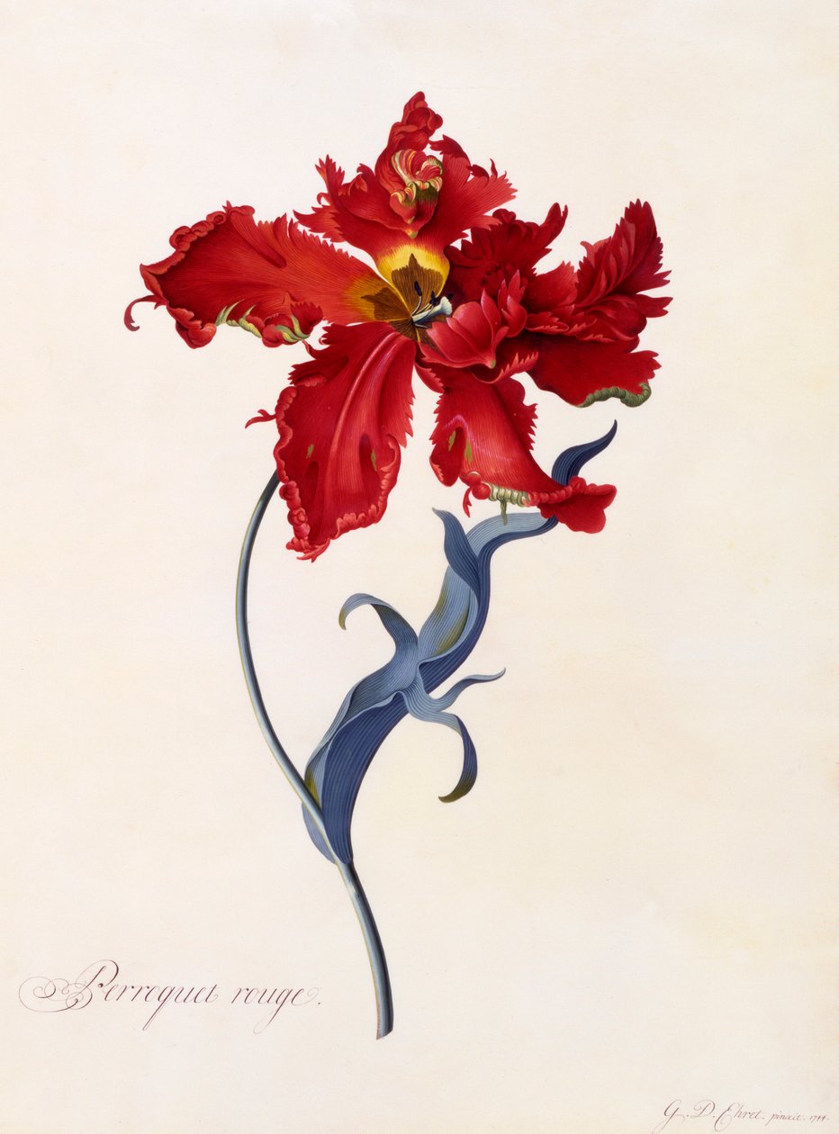 Roter Papagei, ca. 1744 handkolorierte Gravur von "Georg Dionysius Ehret