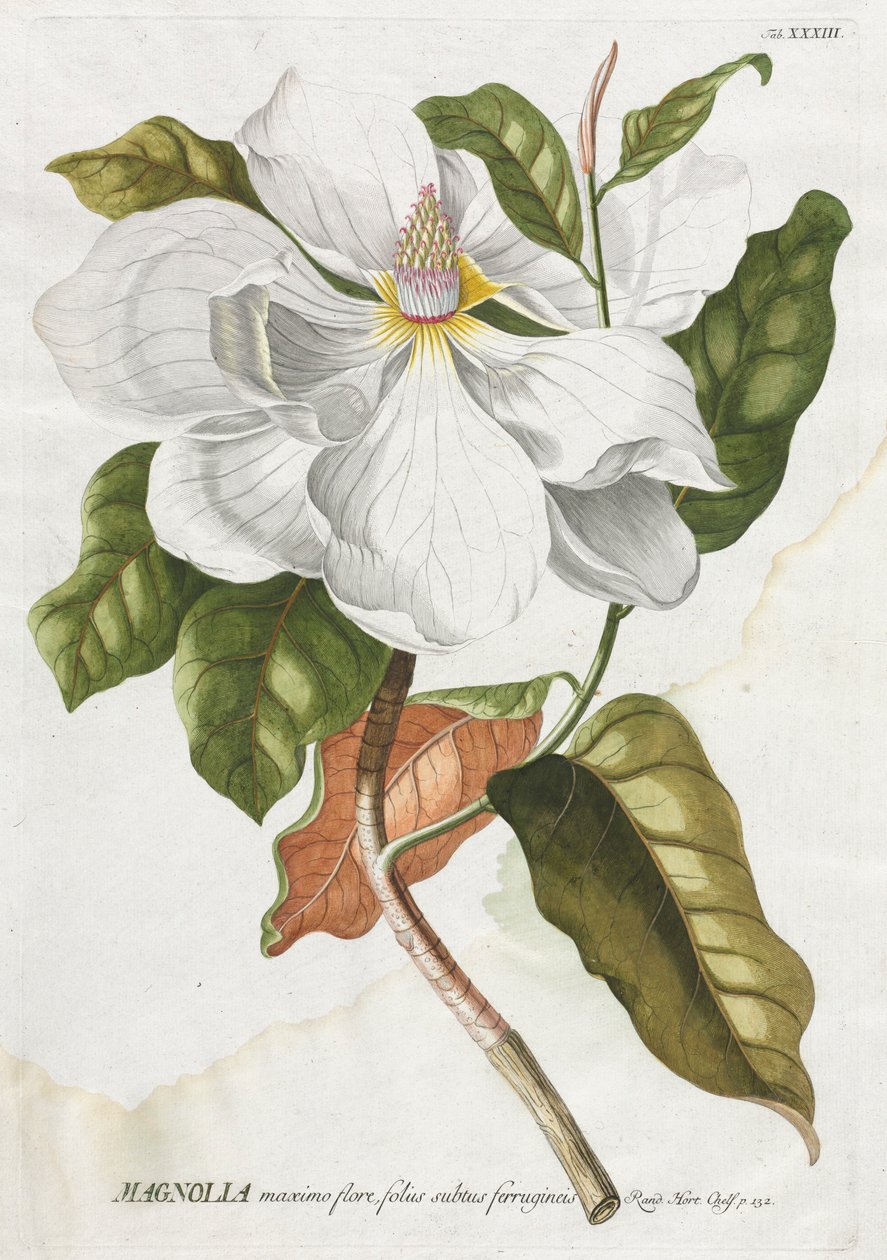 Plantae Selectae: Nr. 33 - Magnolie von Georg Dionysius Ehret