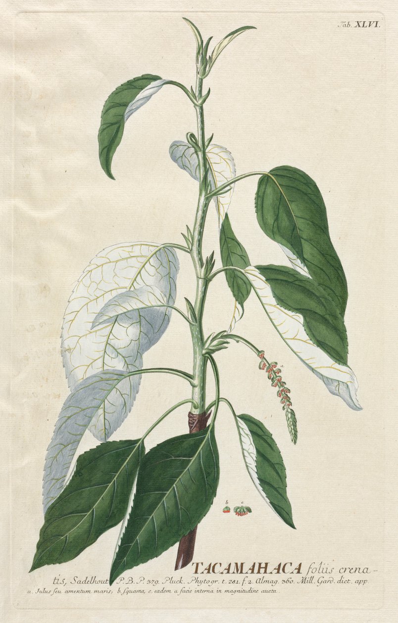 Plantae Selectae: Nr. 46 - Tacamahaca von Georg Dionysius Ehret