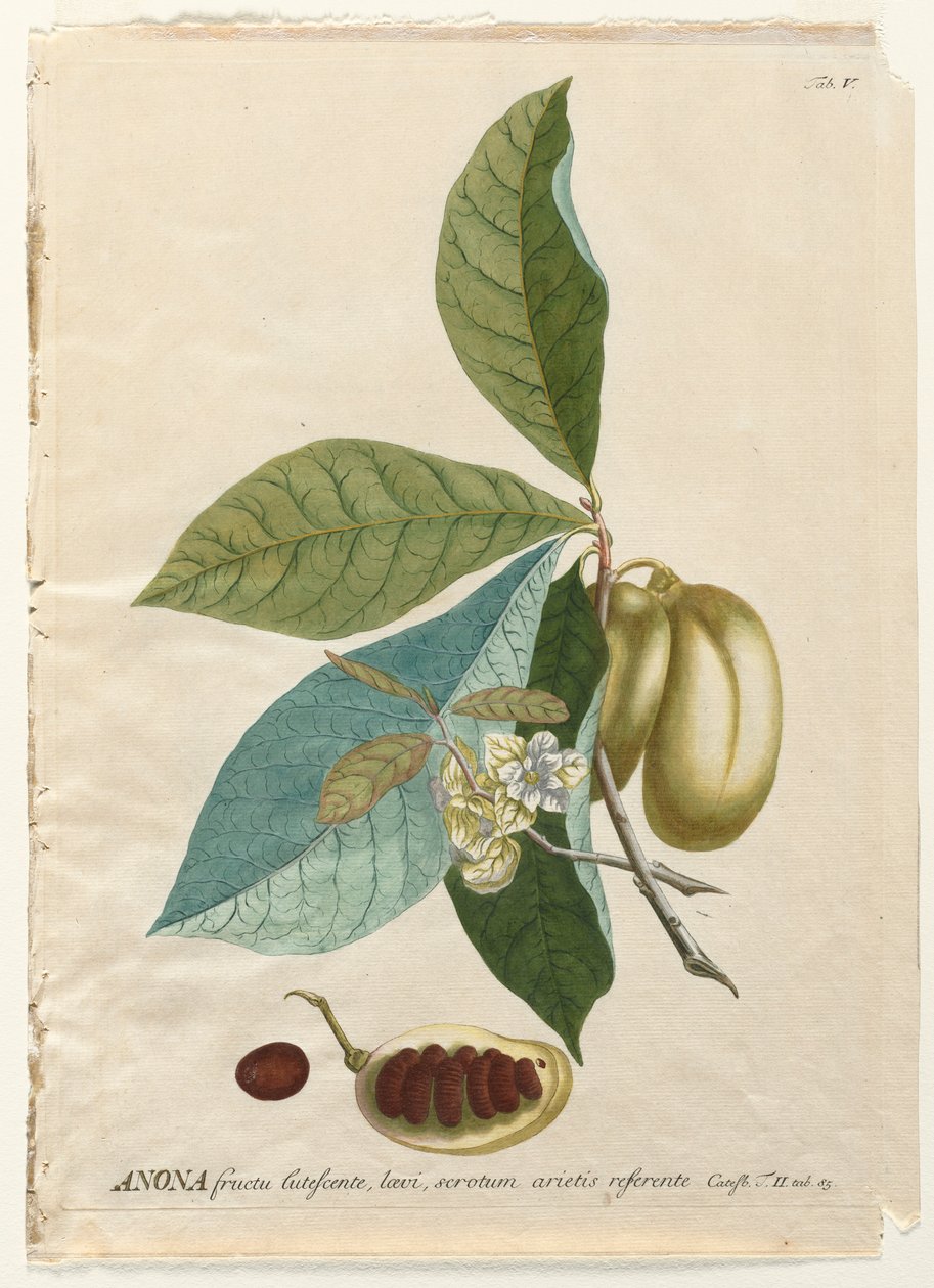 Plantae Selectae: Nr. 5 - Anona von Georg Dionysius Ehret