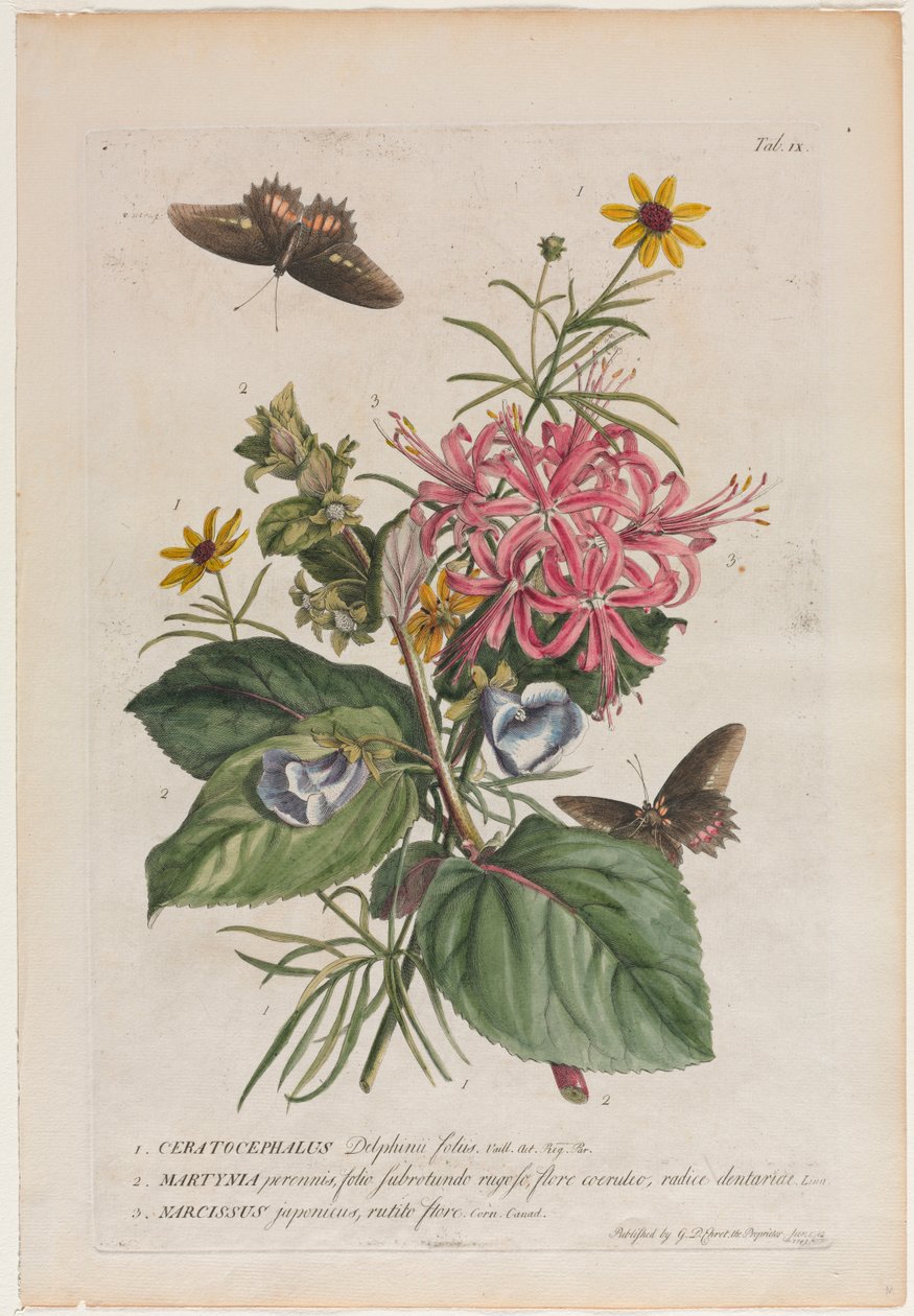 Plantae et papiliones rariores: Nr. 9 von Georg Dionysius Ehret