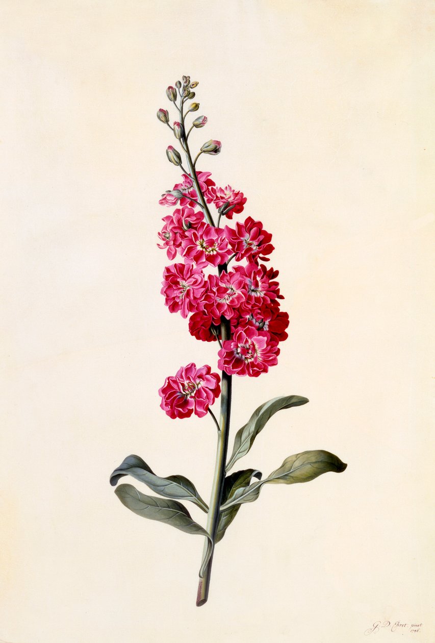 Stock Matthiola Incana, ca. 1746 handkolorierter Stich von "Georg Dionysius Ehret