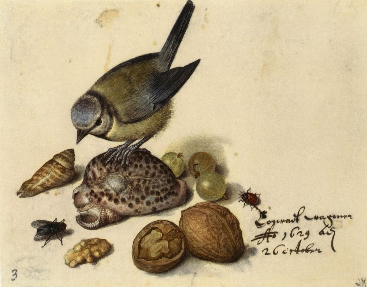 Stillleben mit Blaumeise, Muscheln, Früchten und Insekten, 1629 von Georg Flegel
