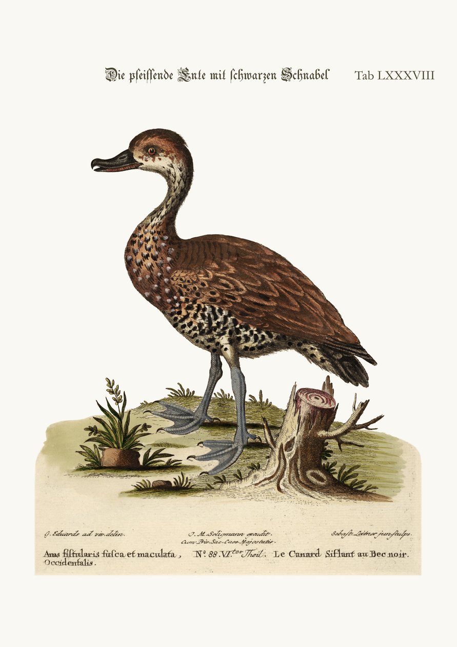 Die Schwarzschnabel-Pfeifente, 1749-73 von George Edwards
