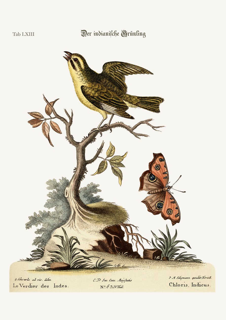 Der Indische Grünfink, 1749-73 von George Edwards