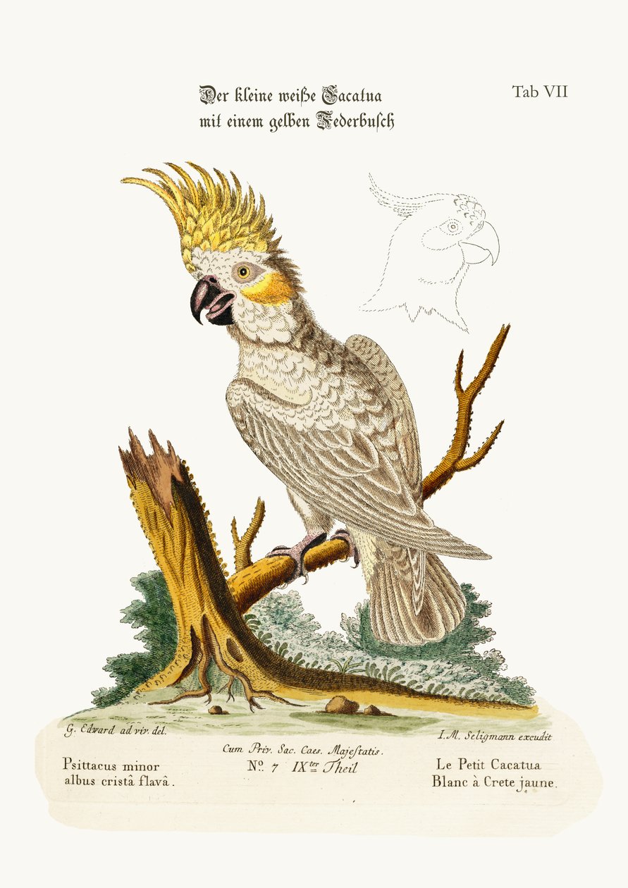 Der Kleine Weiße Kakadu mit Gelbem Kamm, 1749-73 von George Edwards