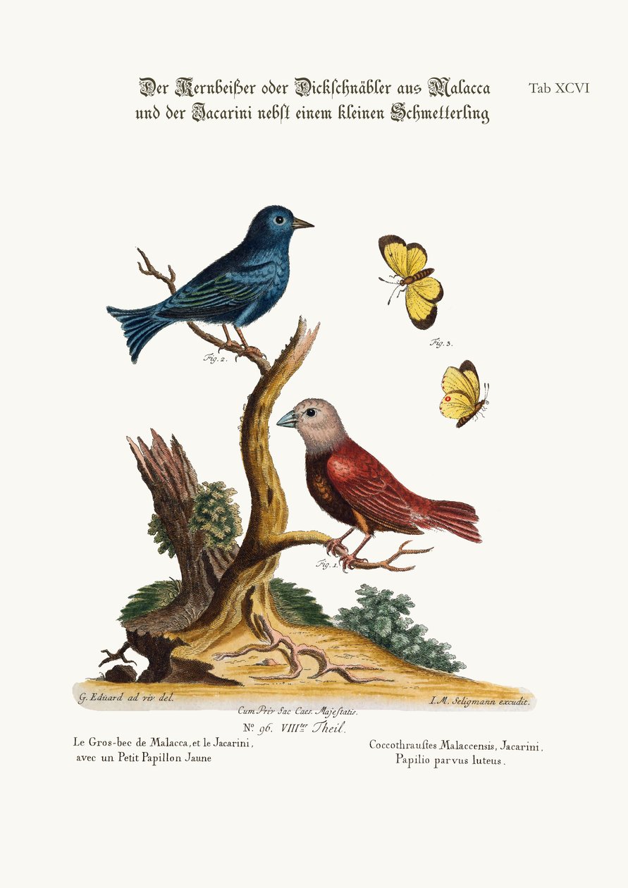 Der Malakka-Grosbeak, der Jacarini und der kleine gelbe Schmetterling, 1749-73 von George Edwards