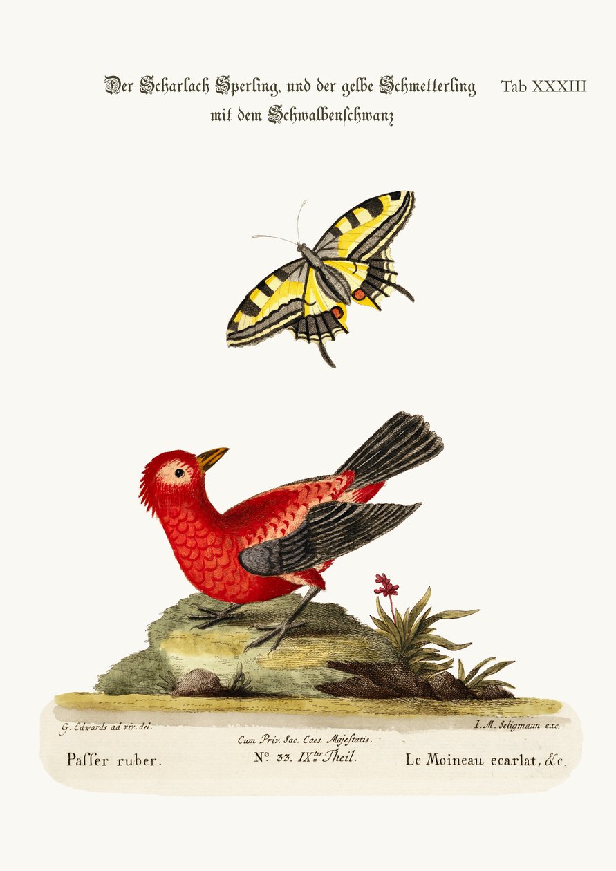 Der scharlachrote Spatz und der gelbe Schwalbenschwanz-Schmetterling, 1749-73 von George Edwards