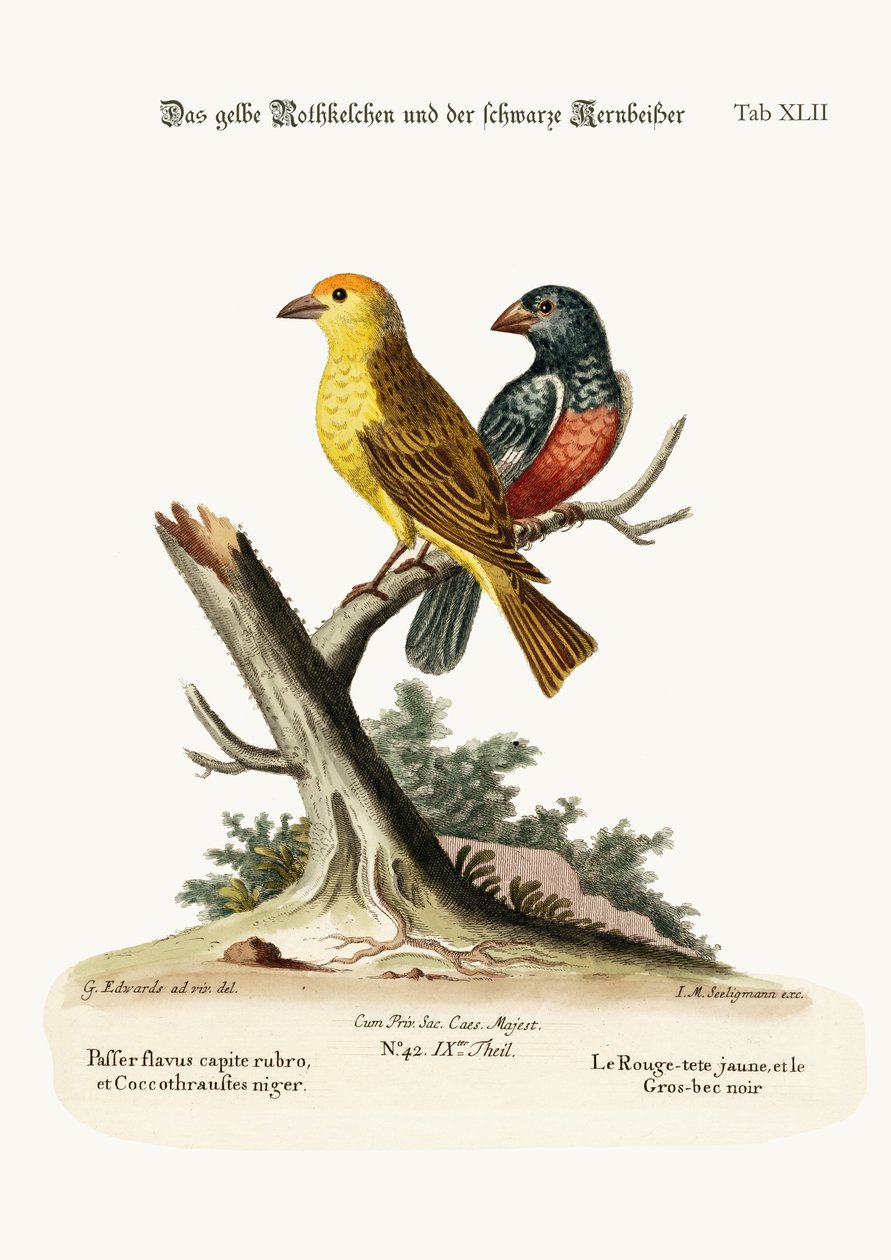 Der Gelbe Rotpol und der Schwarze Grosbeak, 1749-73 von George Edwards