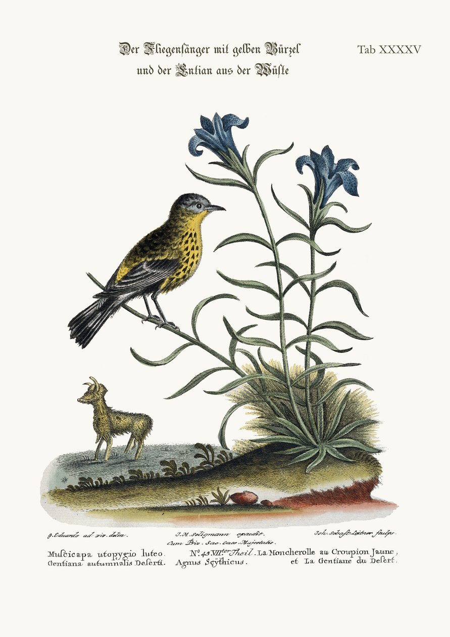 Der Gelbrücken-Fliegenschnäpper und die Wüstenenzian, 1749-73 von George Edwards