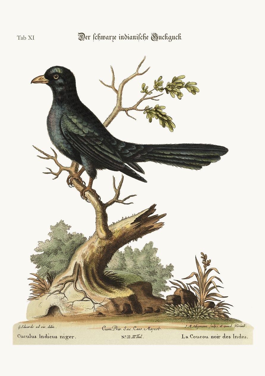 Der schwarze indische Kuckuck, 1749-73 von George Edwards
