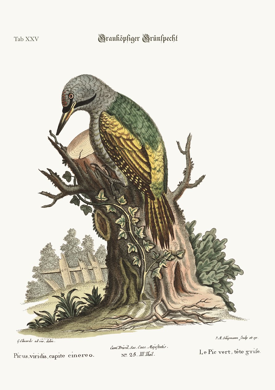 Der grauköpfige grüne Specht, 1749-73 von George Edwards