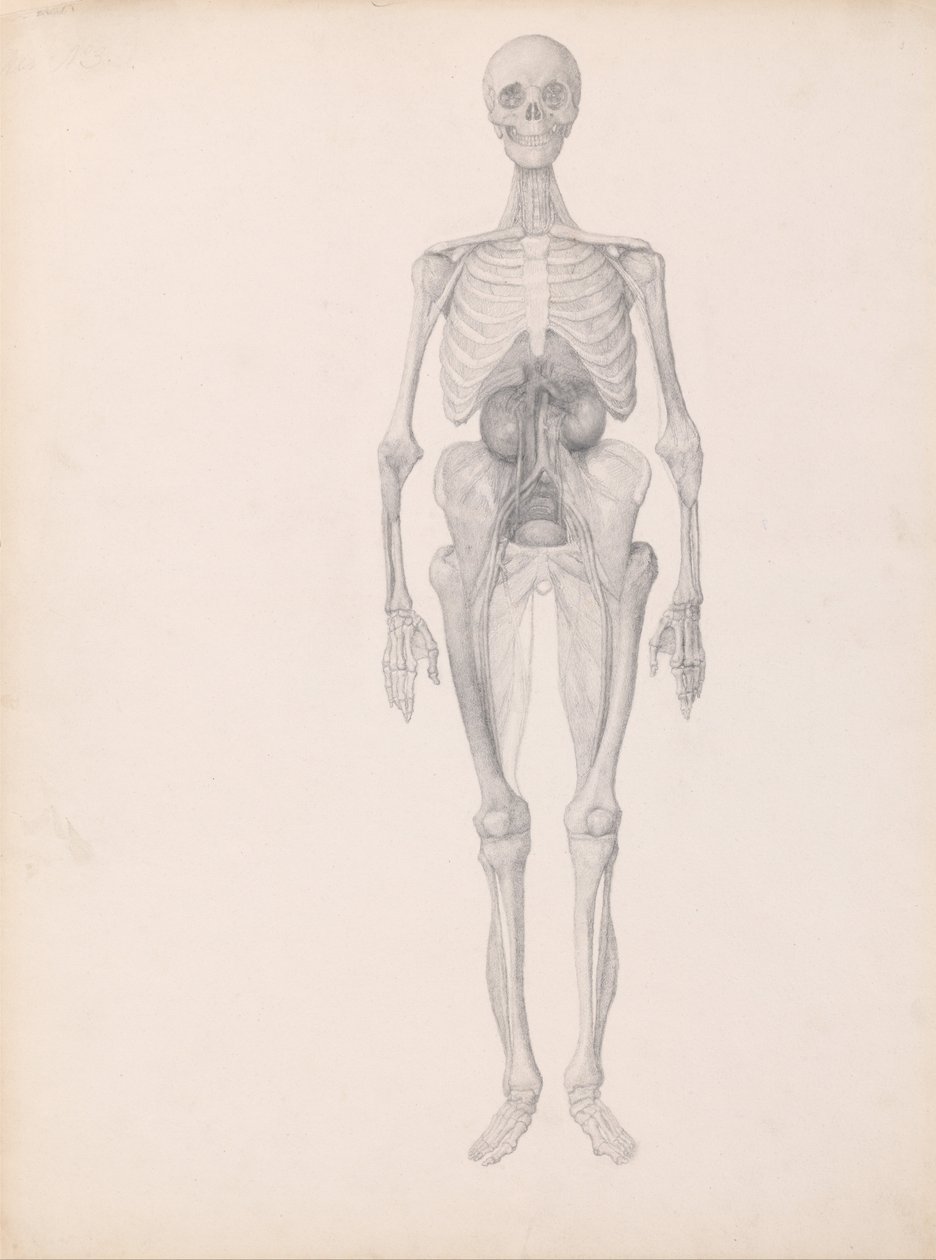 Vergleichende anatomische Darstellung der Struktur des menschlichen Körpers mit der eines Tigers und einer Kuh von George Stubbs