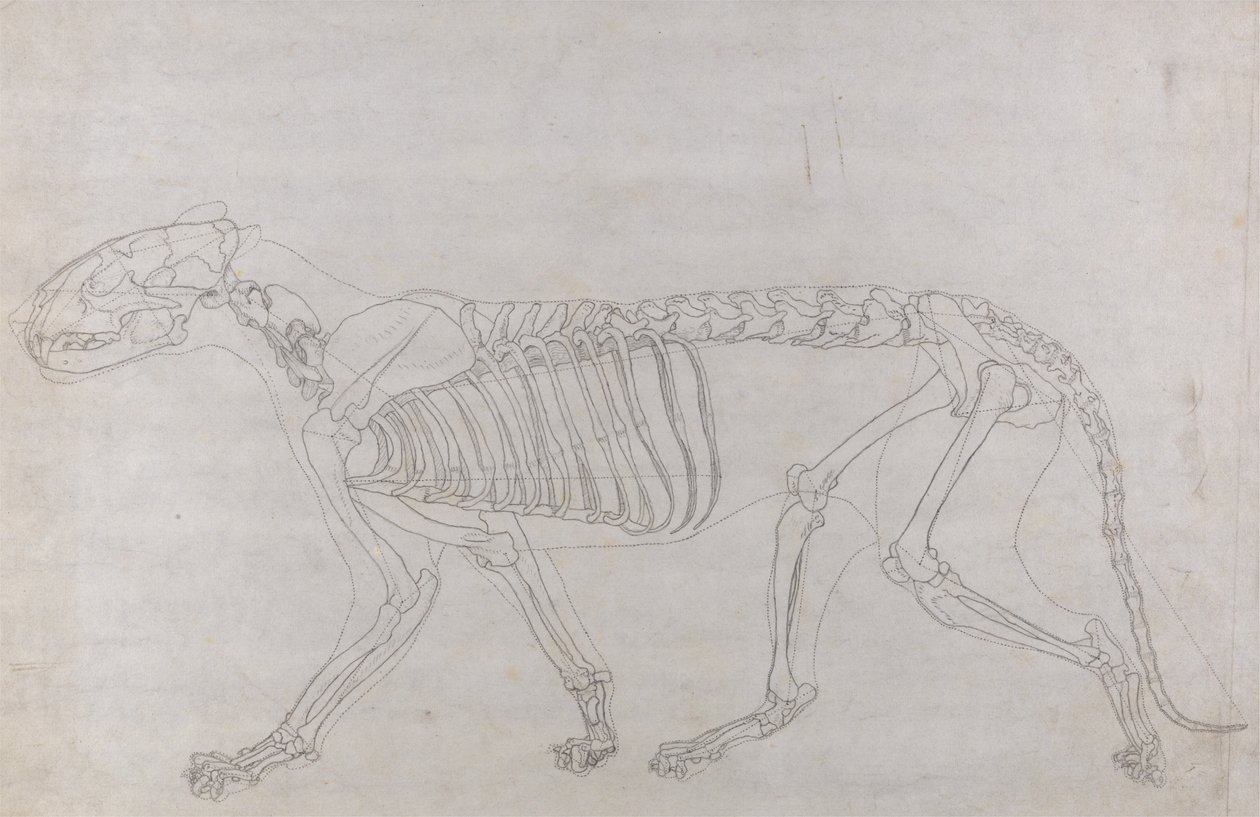 Vergleichende anatomische Darstellung der Struktur des menschlichen Körpers mit der eines Tigers und einer Kuh von George Stubbs