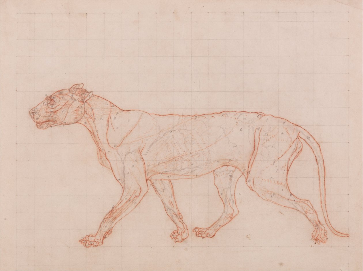 Eine vergleichende anatomische Darstellung der Struktur des menschlichen Körpers mit der eines Tigers und eines Co... von George Stubbs