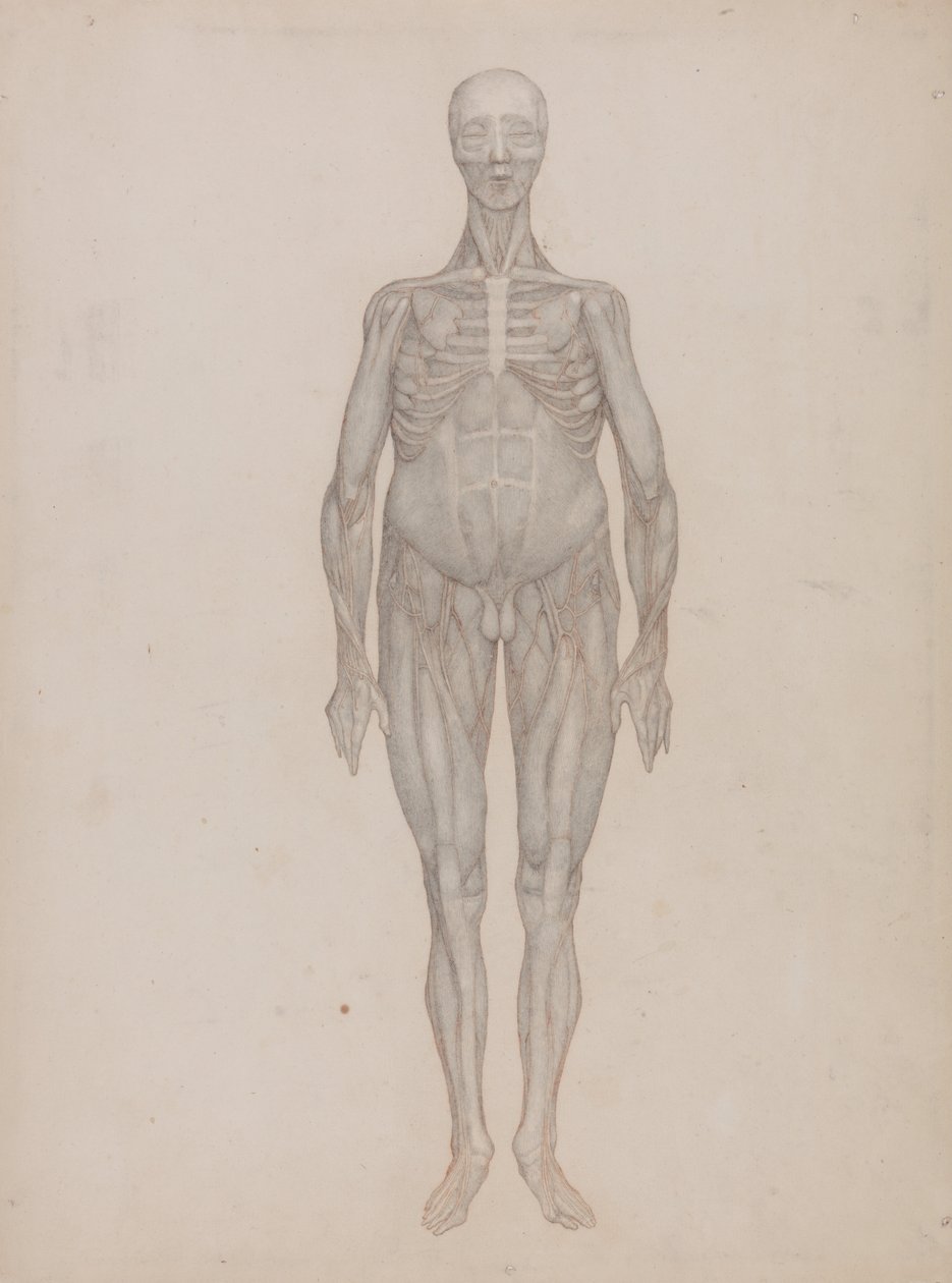 Vergleichende anatomische Darstellung der Struktur des menschlichen Körpers mit der eines Tigers und einer Kuh von George Stubbs