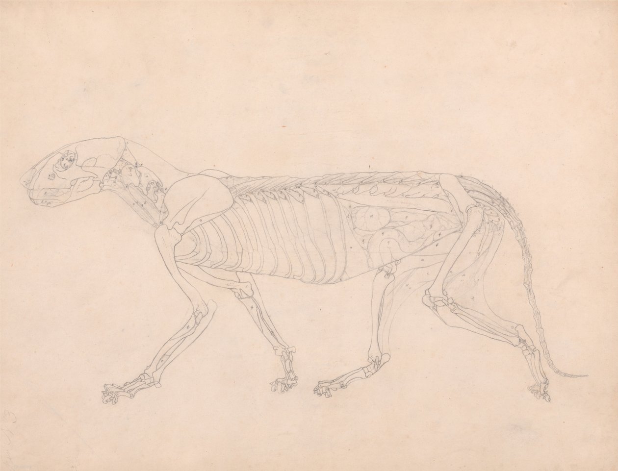 Vergleichende anatomische Darstellung der Struktur des menschlichen Körpers mit der eines Tigers und einer Kuh von George Stubbs