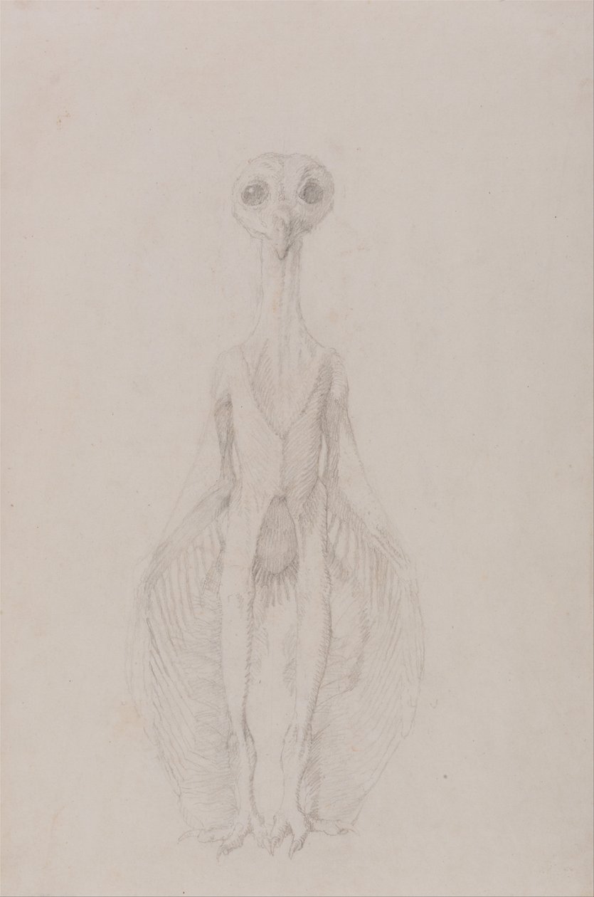 Vergleichende anatomische Darstellung der Struktur des menschlichen Körpers mit der eines Tigers und einer Kuh von George Stubbs