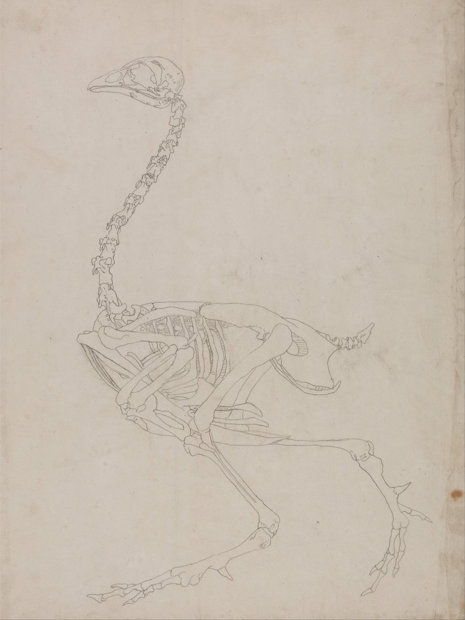 Vergleichende anatomische Darstellung der Struktur des menschlichen Körpers mit der eines Tigers und einer Kuh von George Stubbs