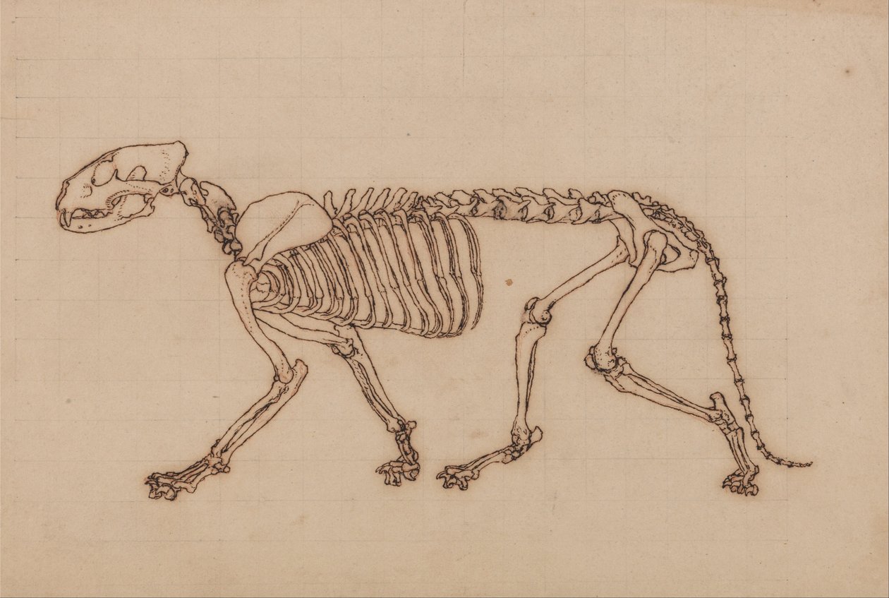 Vergleichende anatomische Darstellung der Struktur des menschlichen Körpers mit der eines Tigers und einer Kuh von George Stubbs