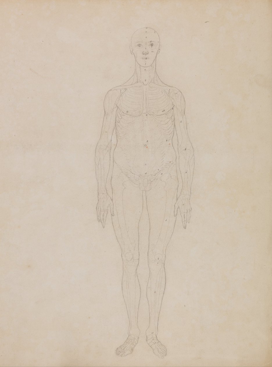 Vergleichende anatomische Darstellung der Struktur des menschlichen Körpers mit der eines Tigers und einer Kuh von George Stubbs