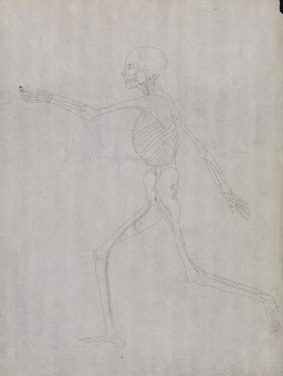 Vergleichende anatomische Darstellung der Struktur des menschlichen Körpers mit der eines Tigers und einer Kuh von George Stubbs