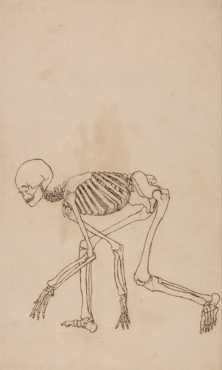 Vergleichende anatomische Darstellung der Struktur des menschlichen Körpers mit der eines Tigers und einer Kuh von George Stubbs