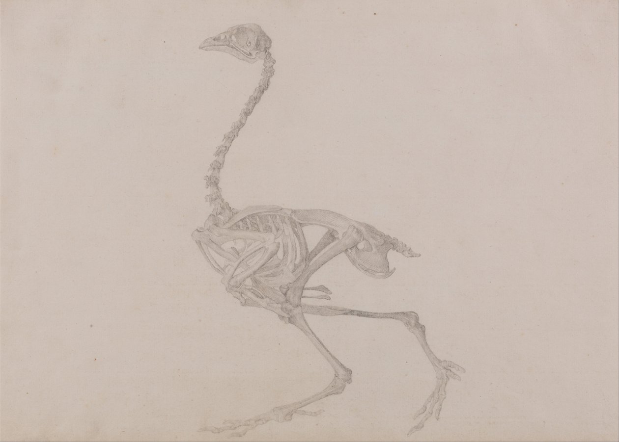 Vergleichende anatomische Darstellung der Struktur des menschlichen Körpers mit der eines Tigers und einer Kuh von George Stubbs