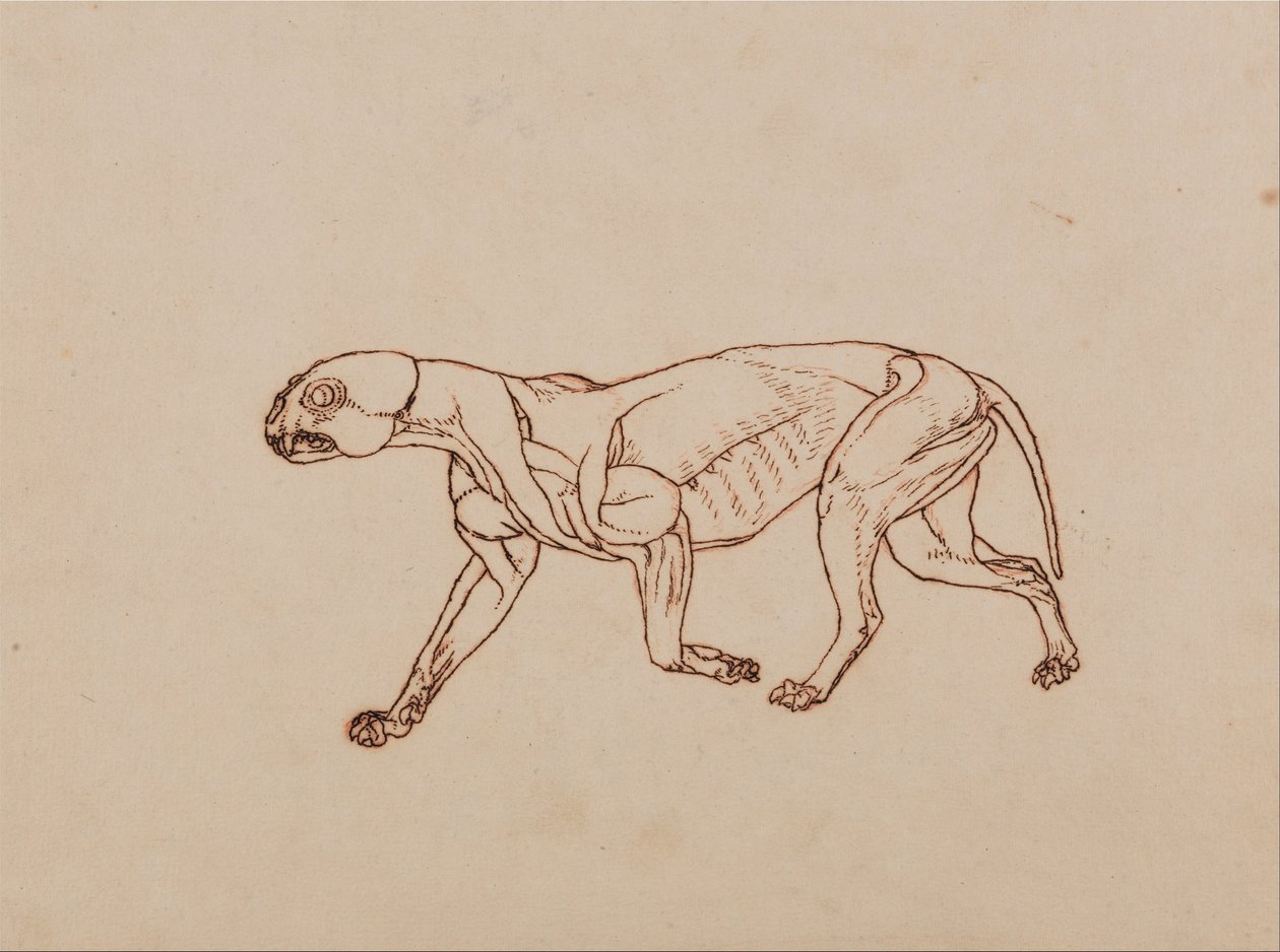 Vergleichende anatomische Darstellung der Struktur des menschlichen Körpers mit der eines Tigers und einer Kuh von George Stubbs