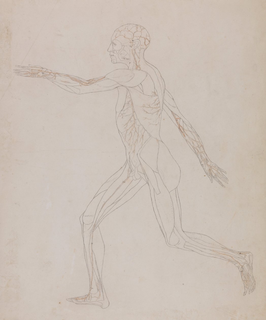 Vergleichende anatomische Darstellung der Struktur des menschlichen Körpers mit der eines Tigers und einer Kuh von George Stubbs