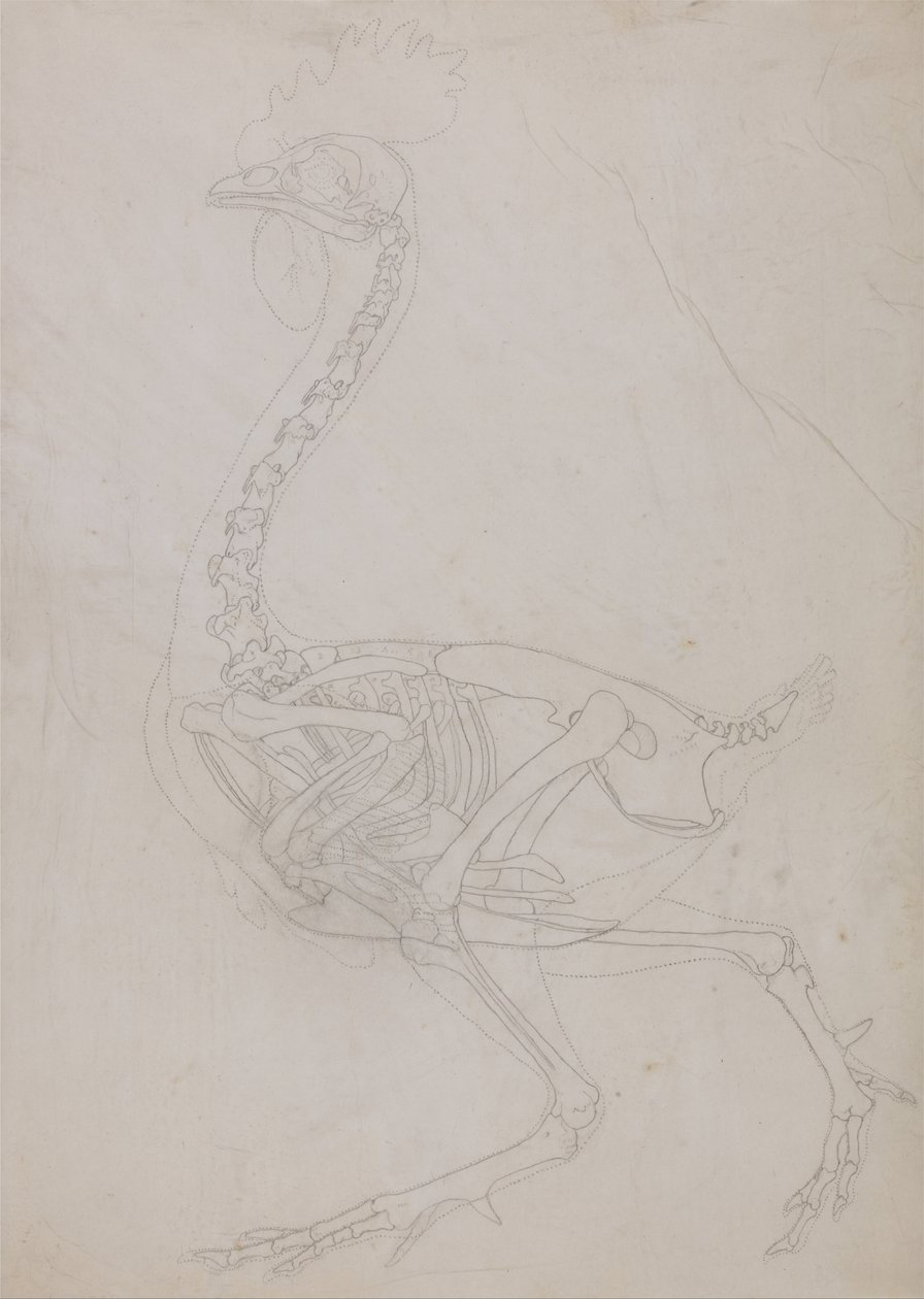 Vergleichende anatomische Darstellung der Struktur des menschlichen Körpers mit der eines Tigers und einer Kuh von George Stubbs