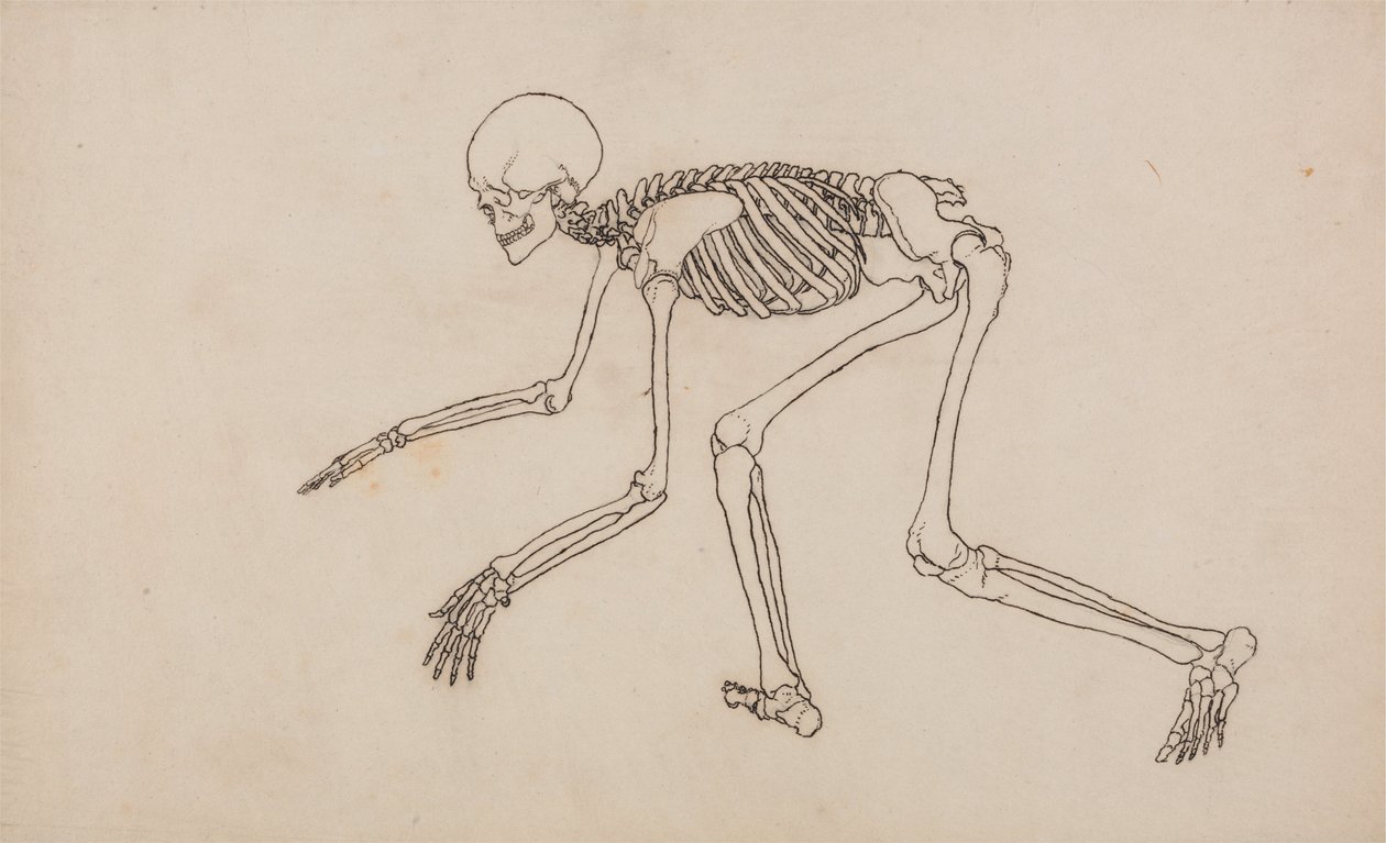 Vergleichende anatomische Darstellung der Struktur des menschlichen Körpers mit der eines Tigers und einer Kuh von George Stubbs