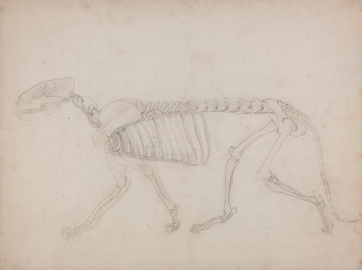 Vergleichende anatomische Darstellung der Struktur des menschlichen Körpers mit der eines Tigers und einer Kuh von George Stubbs