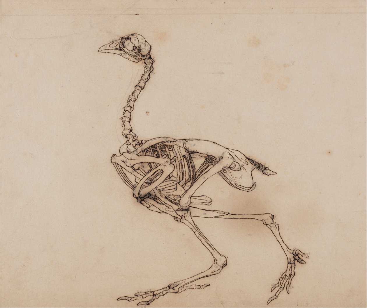 Vergleichende anatomische Darstellung der Struktur des menschlichen Körpers mit der eines Tigers und einer Kuh von George Stubbs