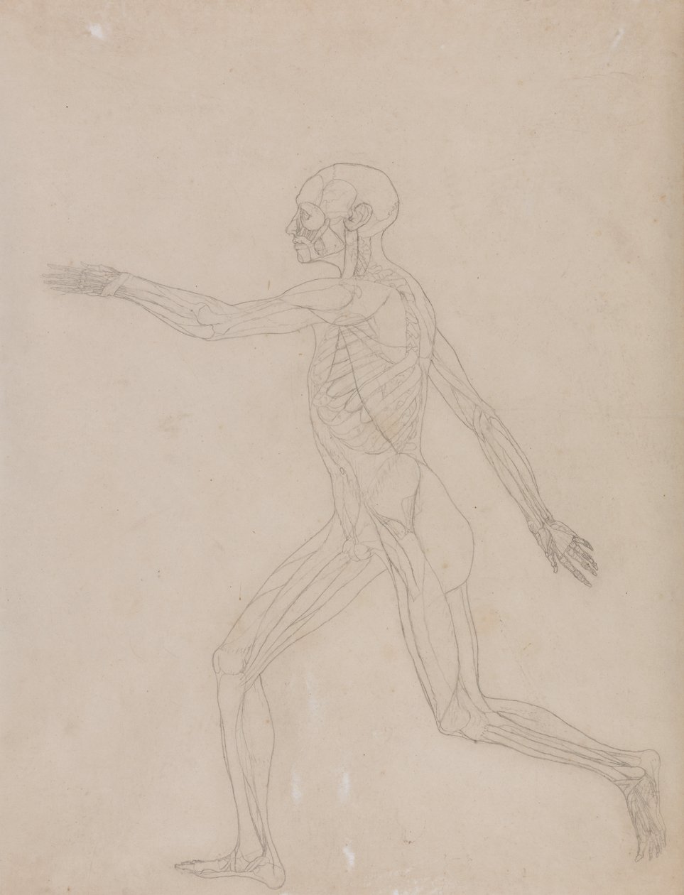 Vergleichende anatomische Darstellung der Struktur des menschlichen Körpers mit der eines Tigers und einer Kuh von George Stubbs