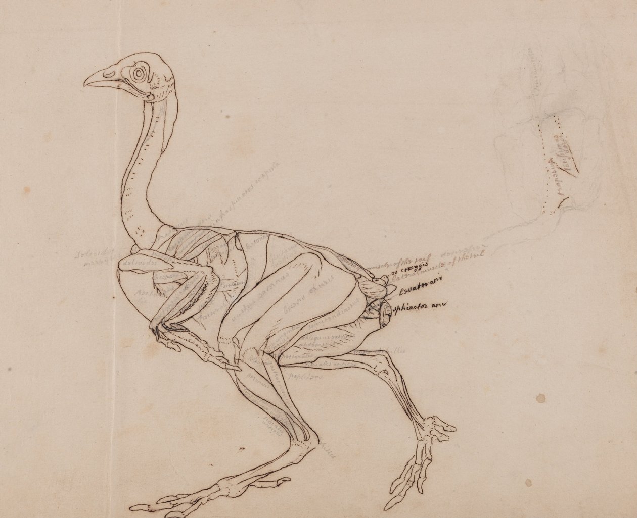 Vergleichende anatomische Darstellung der Struktur des menschlichen Körpers mit der eines Tigers und einer Kuh von George Stubbs
