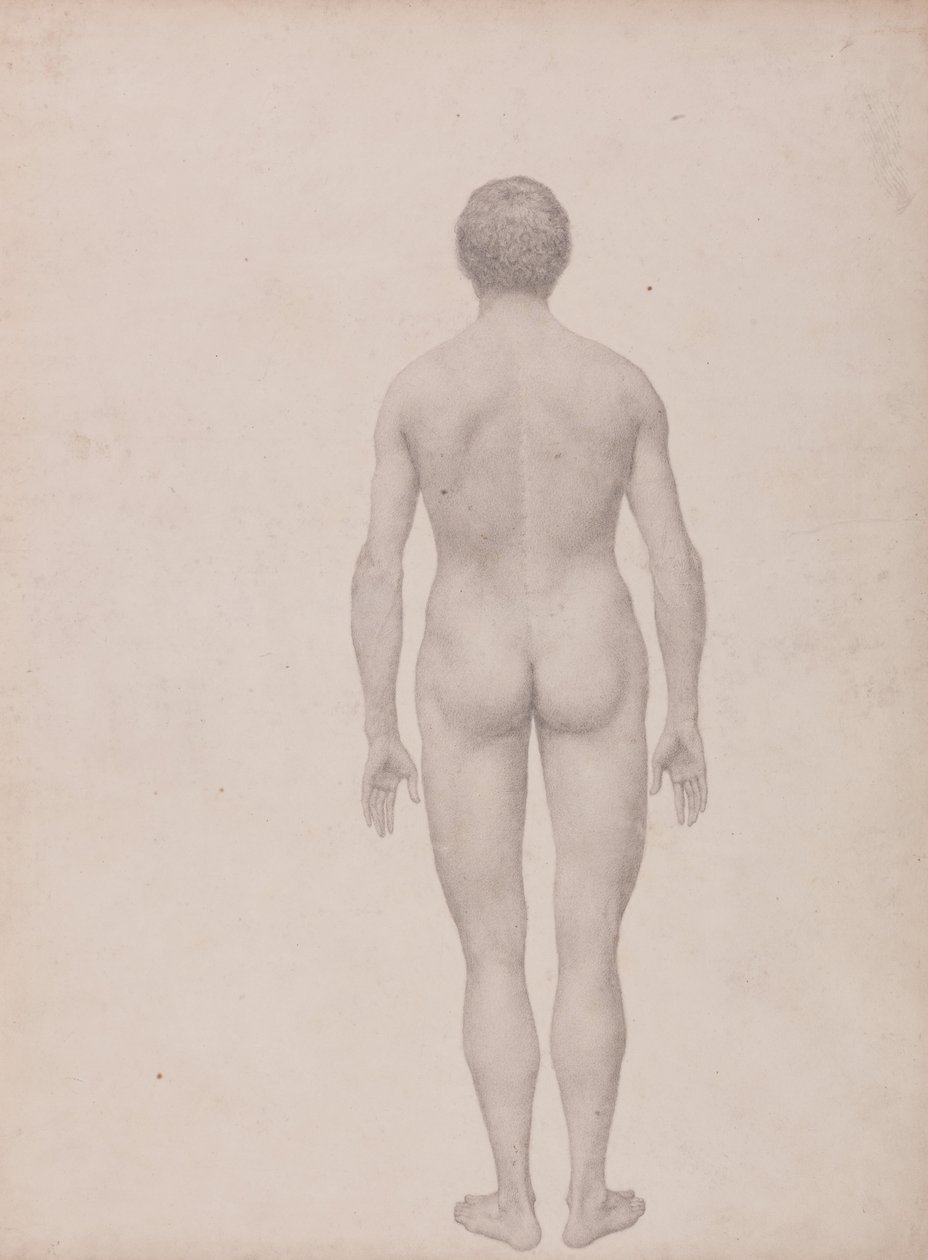 Vergleichende anatomische Darstellung der Struktur des menschlichen Körpers mit der eines Tigers und einer Kuh von George Stubbs