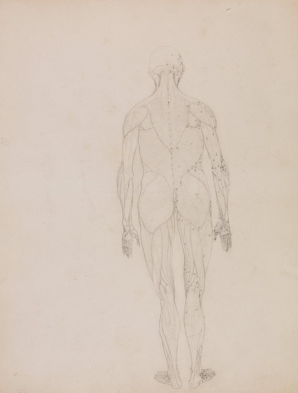 Vergleichende anatomische Darstellung der Struktur des menschlichen Körpers mit der eines Tigers und einer Kuh von George Stubbs