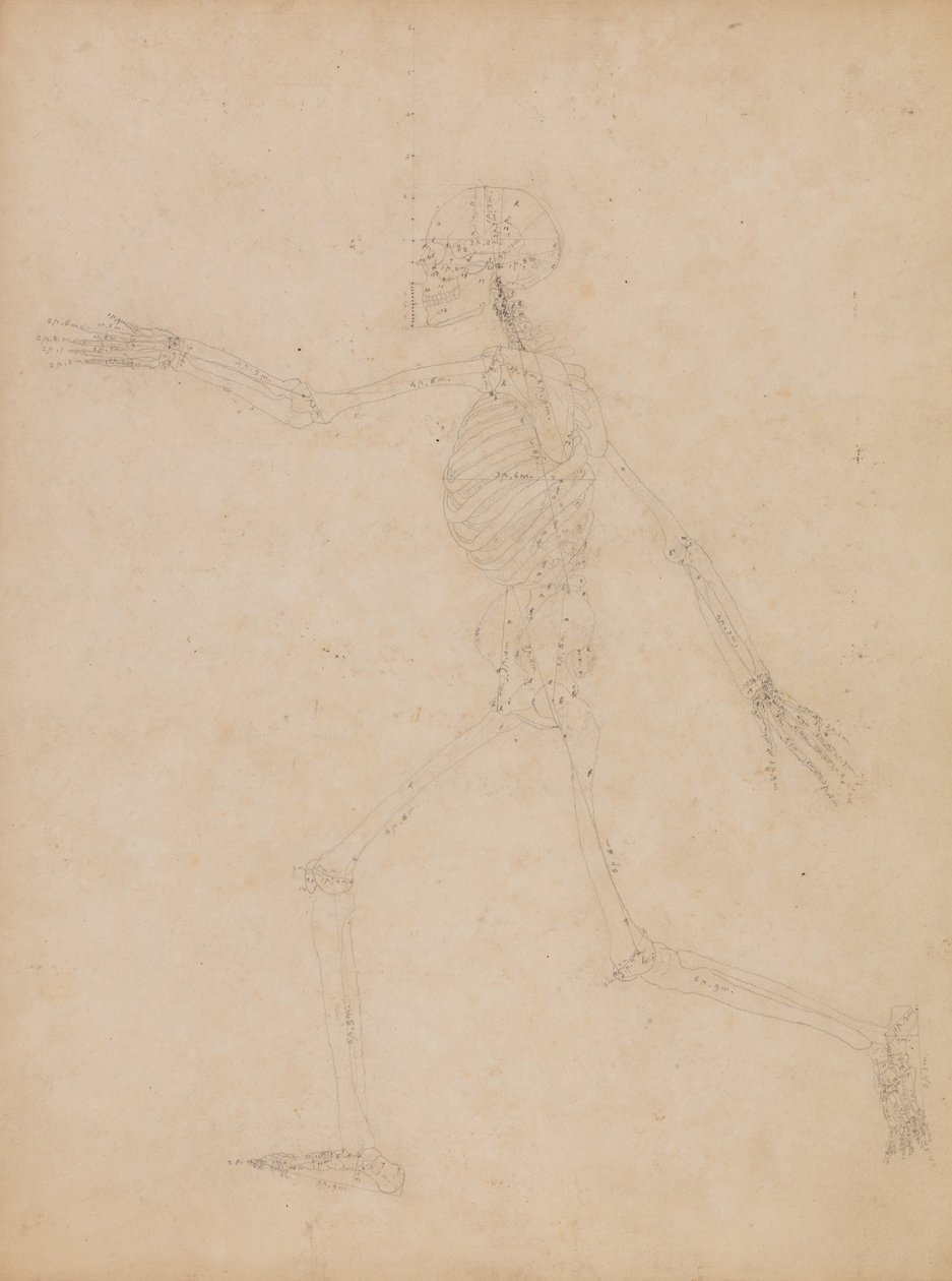 Vergleichende anatomische Darstellung der Struktur des menschlichen Körpers mit der eines Tigers und einer Kuh von George Stubbs