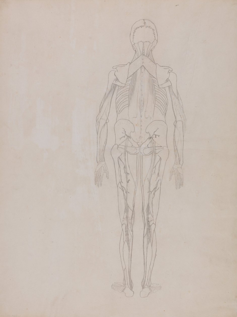 Vergleichende anatomische Darstellung der Struktur des menschlichen Körpers mit der eines Tigers und einer Kuh von George Stubbs